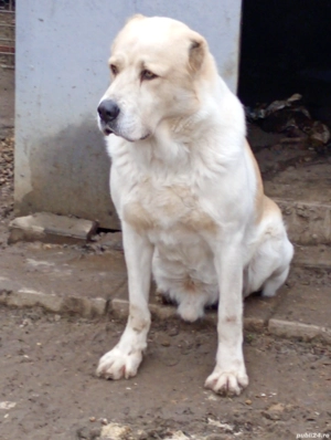 Vând mascul de Asia Centrală  - imagine 3