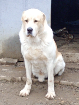 Vând mascul de Asia Centrală  - imagine 2