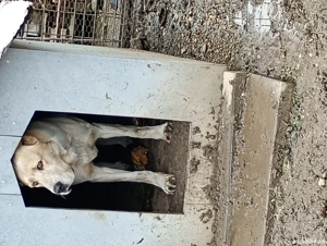 Vând mascul de Asia Centrală  - imagine 4