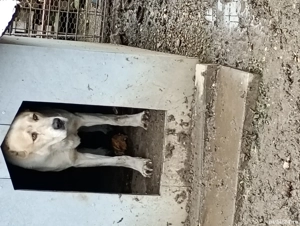 Vând mascul de Asia Centrală  - imagine 5