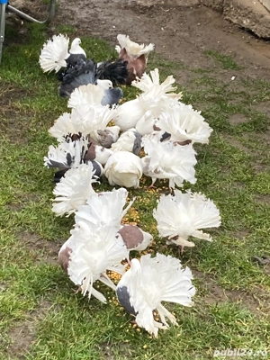 porumbei ornament - imagine 2