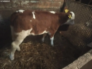 Vând 2 vitele baltate 