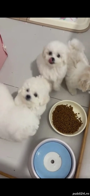 Pui  bichon cauta alta casa