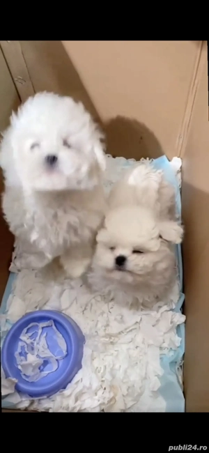 Pui  bichon cauta alta casa - imagine 2