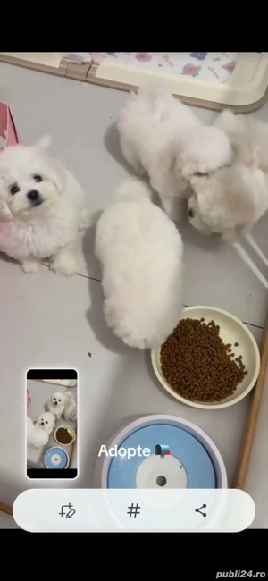 Pui  bichon cauta alta casa - imagine 3