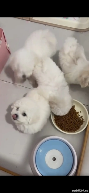 Pui  bichon cauta alta casa - imagine 4