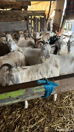 vand 2 capere din ales  - imagine 4