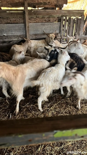 vand 2 capere din ales  - imagine 5