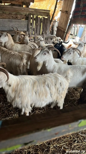 vand 2 capere din ales  - imagine 3