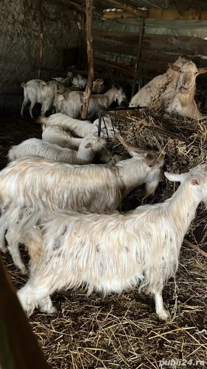 vand 2 capere din ales  - imagine 2