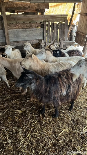 vand 2 capere din ales 