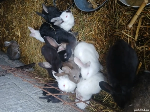 Vind puii de iepuri  - imagine 3