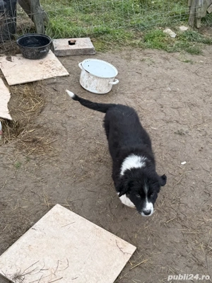 vand catei ciobanesti romanesti de bucovina  - imagine 4