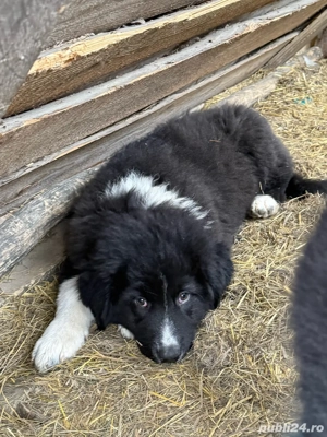 vand catei ciobanesti romanesti de bucovina  - imagine 3