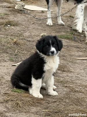 vand catei ciobanesti romanesti de bucovina  - imagine 5