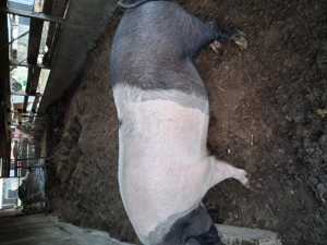 Vind porc 250kg10 lei kg Vind porc 