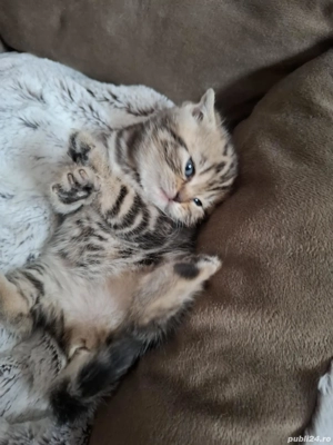 British scottish- terapie pt suflete - imagine 2