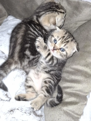 British scottish- terapie pt suflete - imagine 4