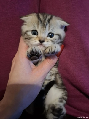 British scottish- terapie pt suflete - imagine 5