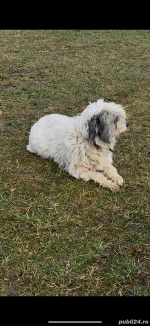 Femeluta de talie mica spre adoptie - imagine 3