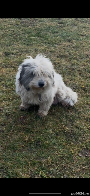 Femeluta de talie mica spre adoptie - imagine 2