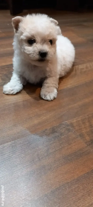 bichon minitoy de vanzare - imagine 2