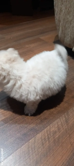 bichon minitoy de vanzare - imagine 5