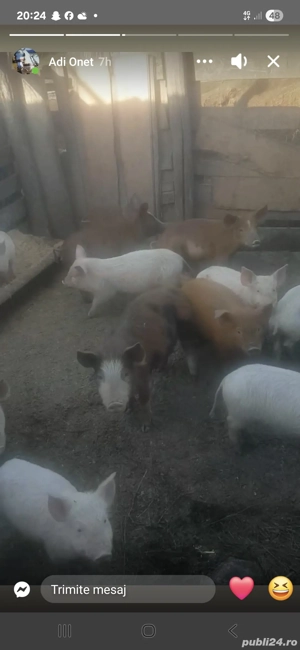Vând purcei de 8 săptămâni  - imagine 2