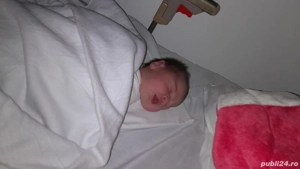 vând purcei 3 luni  - imagine 4