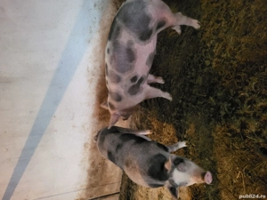 Vand porci 90-190 - imagine 3