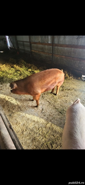 Vand porci 90-190 - imagine 4