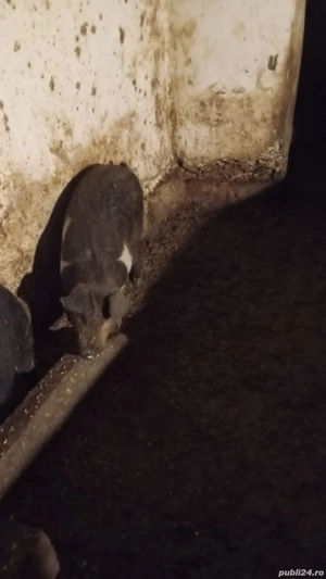 purcei mari ofer transport