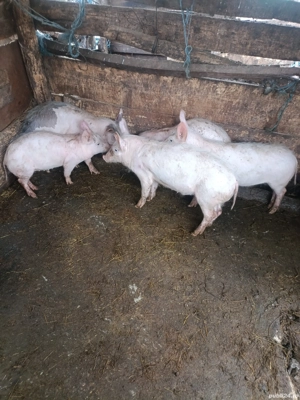 Vând purcei (marele alb ) - imagine 2