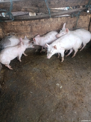 Vând purcei (marele alb ) - imagine 5