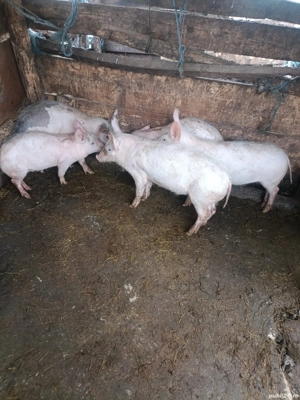 Vând purcei (marele alb ) - imagine 3