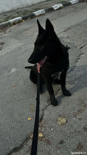 Vând belgian malinois  - imagine 2