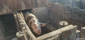 Porc de vânzare  - imagine 2