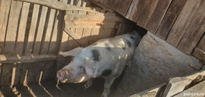 Porc de vânzare 