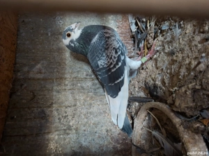 porumbei de vanzare,