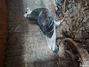 porumbei de vanzare, - imagine 4