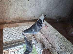 porumbei de vanzare, - imagine 2