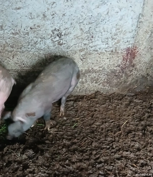 purcei de vânzare  - imagine 5