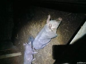 purcei de vânzare  - imagine 2