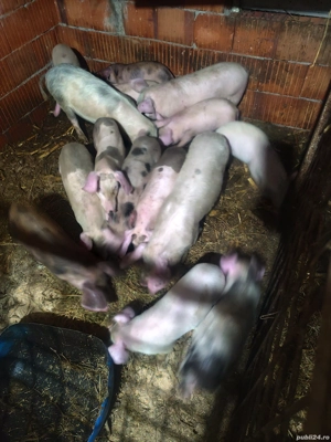 Purcei și grăsuni 20 kg 30 kg - imagine 3