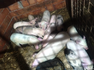 Purcei și grăsuni 20 kg 30 kg