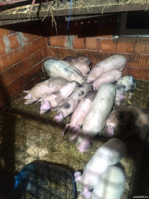 Purcei și grăsuni 20 kg 30 kg - imagine 2