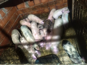 Purcei și grăsuni 20 kg 30 kg - imagine 5