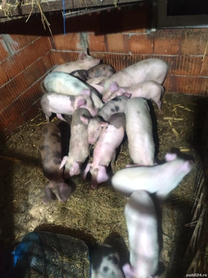 Purcei și grăsuni 20 kg 30 kg - imagine 4