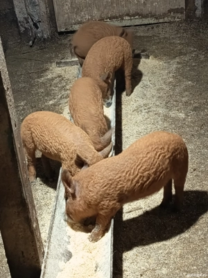 vand purcei  - imagine 2