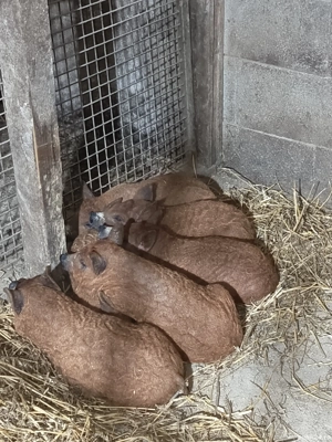 vand purcei  - imagine 4